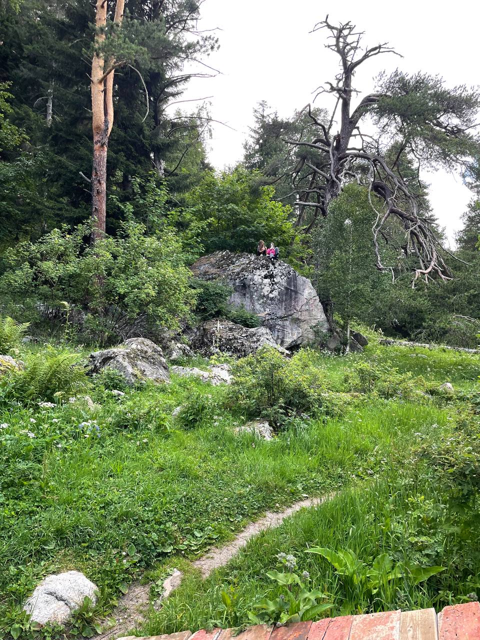 Альпийские луга